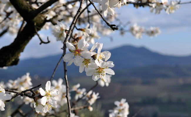 Pasqua