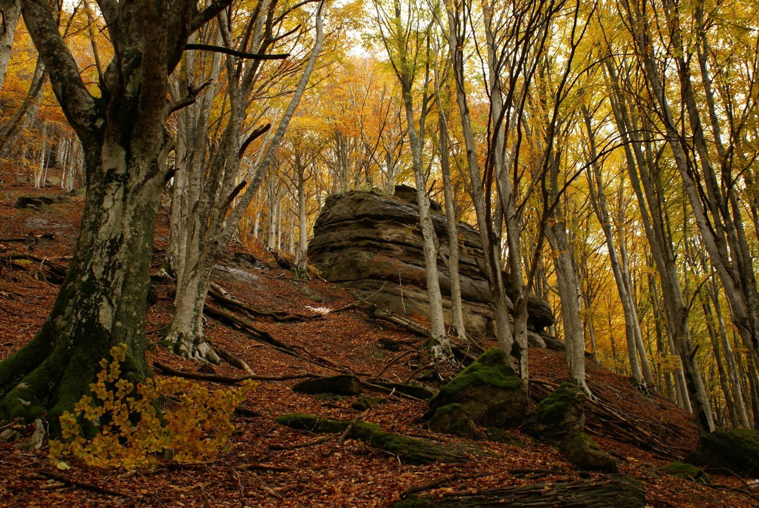 11 patrimoni UNESCO dell'Emilia Romagna faggete vetuste parco foreste casentinesi - sasso fratino