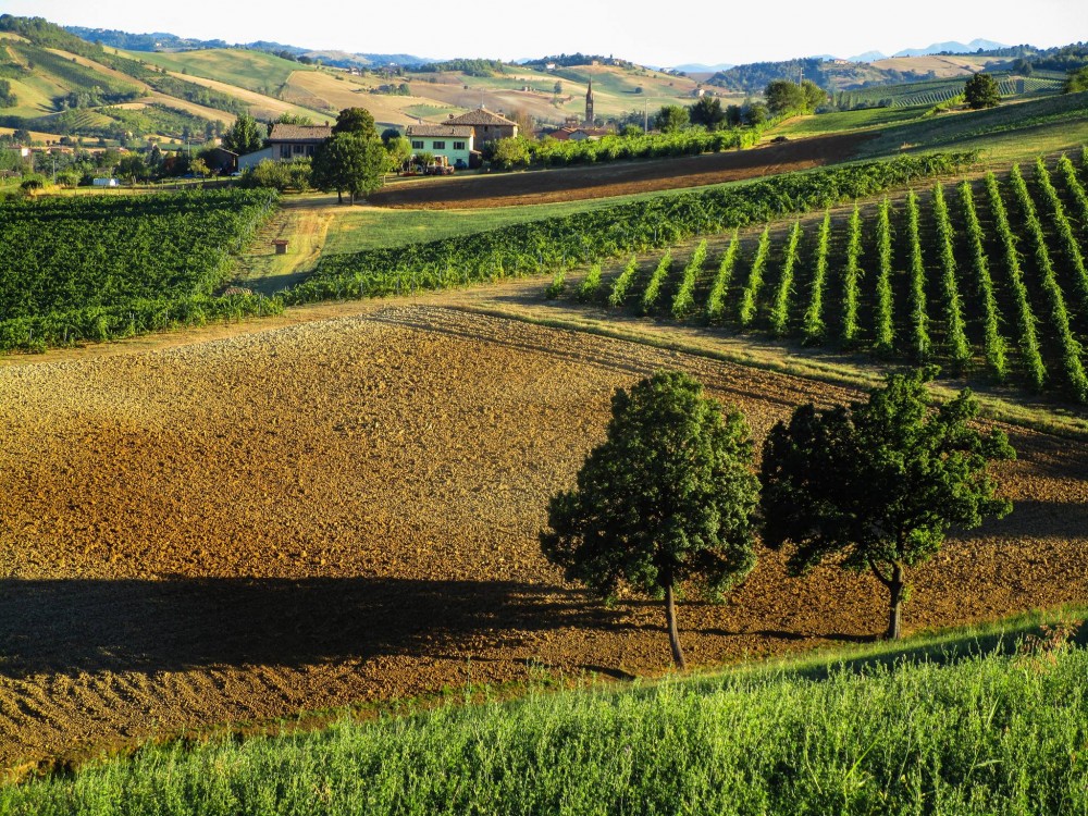 Vino