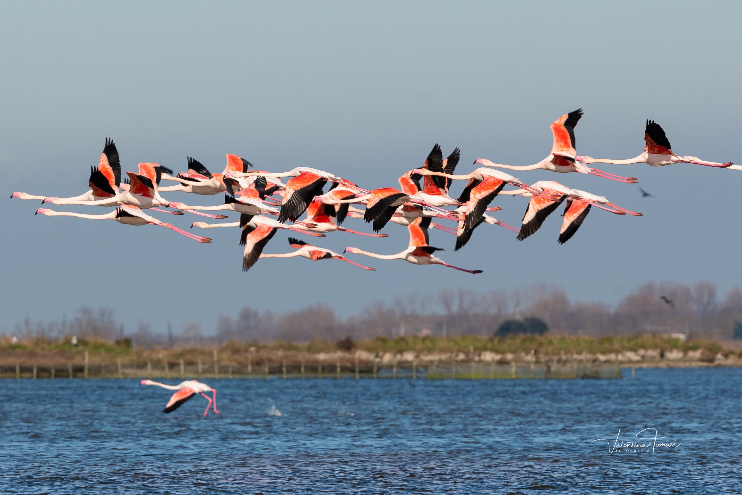 Comacchio (FE), Fenicotteri in volo, ph. Valentina Tomasi, archivio VisitComacchio, CC_BY_NC_SA 3.0