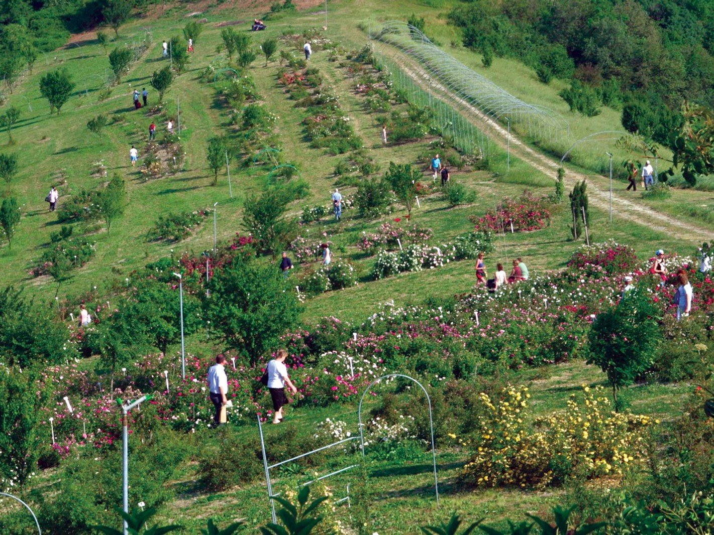 Montagnana di Serramazzoni (Modena), Museo Giardino della Rosa Antica 