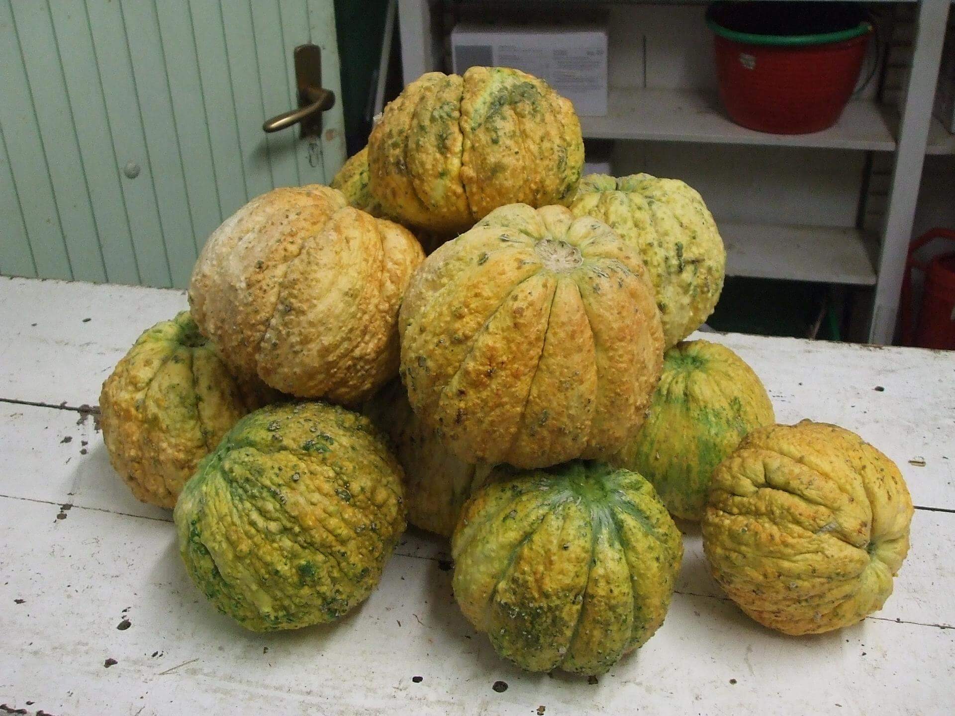 Antichi Meloni Reggiani (Presìdio Slow Food)