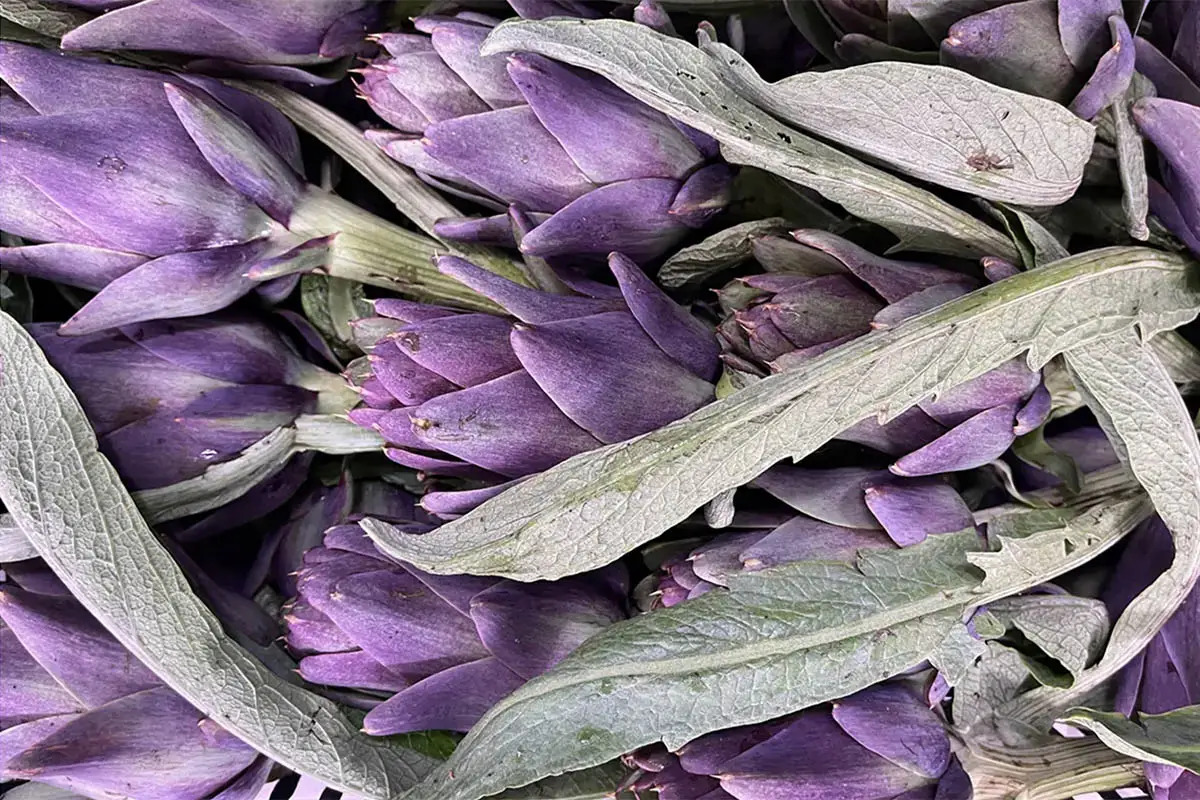 Carciofo Violetto di San Luca (Presìdio Slow Food)