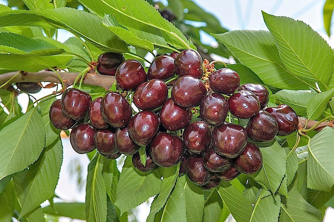 Mora di Vignola (Presìdio Slow Food) 