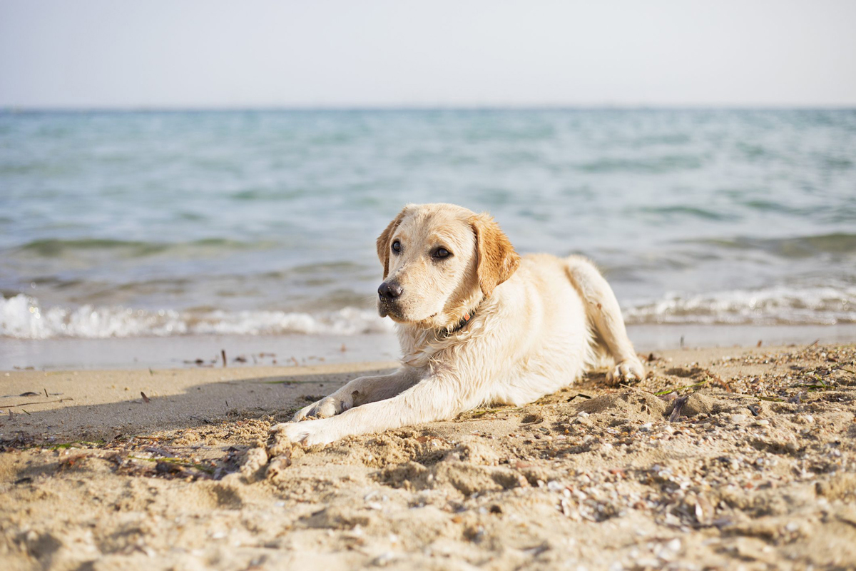 Spiagge Pet-Friednly (Ravenna)