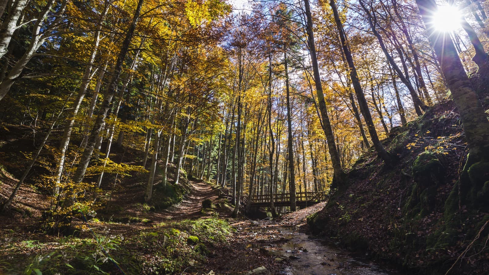 5 hikes to discover the Casentinesi Forests on foot