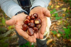 Andar per castagne in Emilia-Romagna