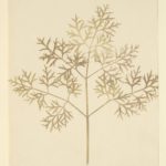 William Henry Fox Talbot, Leaf of a plant, 1839-1844, Modena, Estense University Library