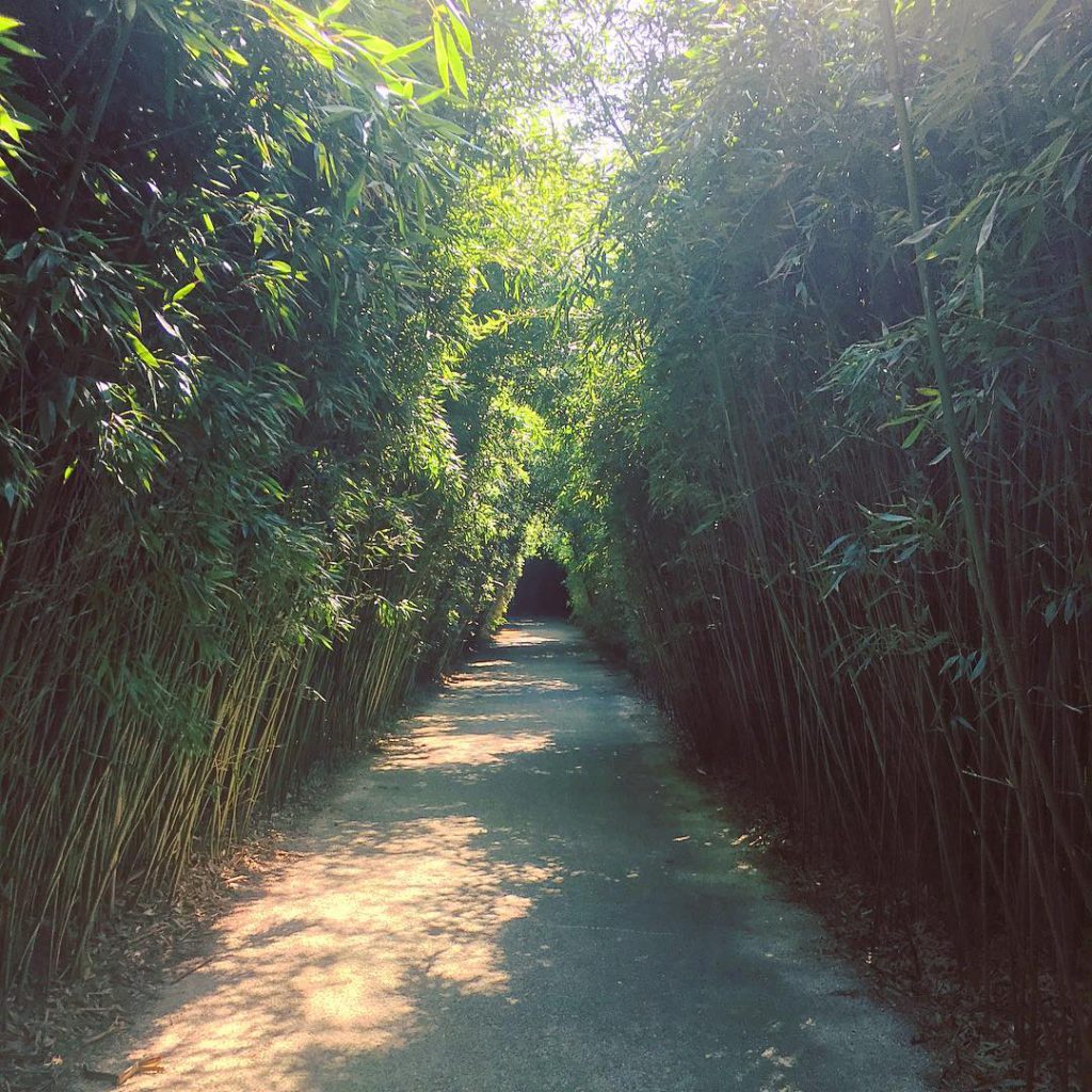 Labirinto della Masone, Fontanellato | Ph. @sarapannys via Instagram