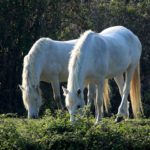 Cavalli del Delta, Bosco di Volano | Ph. Alessandra Pollina WLE2019