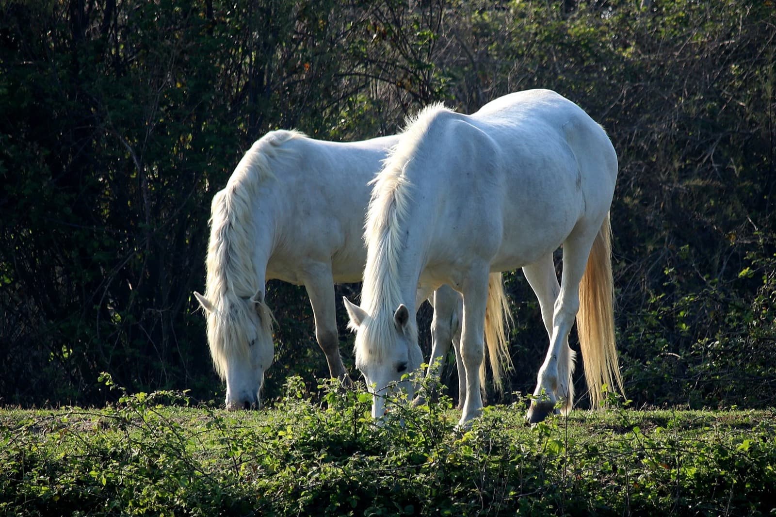 Parco del Delta del Po, cavalli | Ph. Alessandra Pollina