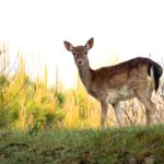 Daino sulla duna, Bosco di Volano | Ph. Alessandra Pollina WLE2019