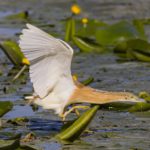 Po River floodplain | Ph. Apcento WLE2019