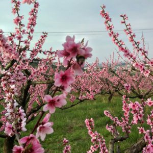 Viaggi di primavera – cosa fare in Romagna