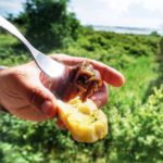 @thebohochica | At the old lighthouse in the Po Delta, our guide and fisherman Lucio surprised us with a picnic of homemade pickled sardines prepared by his wife. It was delicious!