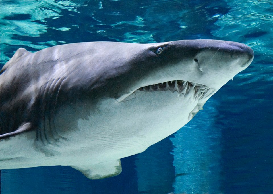 Foto d Acquario di Cattolica