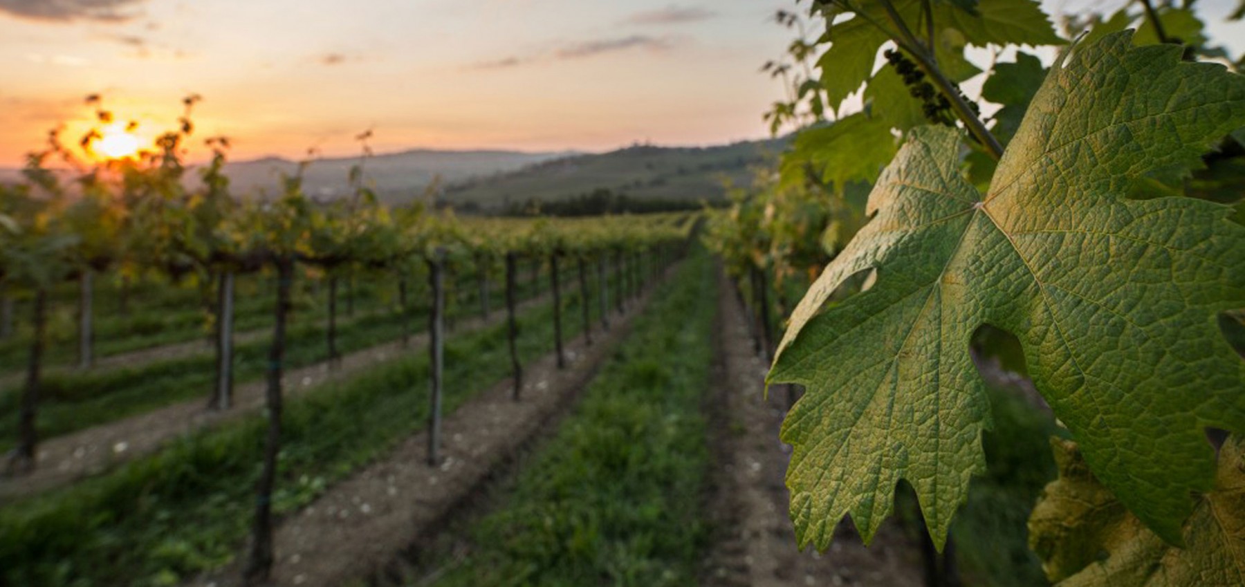 Strada dei Vini dei Colli Piacentini