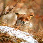 Fox (Vulpes vulpes) | Ph. © Sauli, via Foreste Casentinesi Park