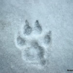 Wolf’s footprint (Canis lupus) | Ph. © Capaccioli, via Foreste Casentinesi Park