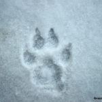 Orma di Lupo, Canis lupus – Ph. Graziano Capaccioli via Parco delle Foreste Casentinesi