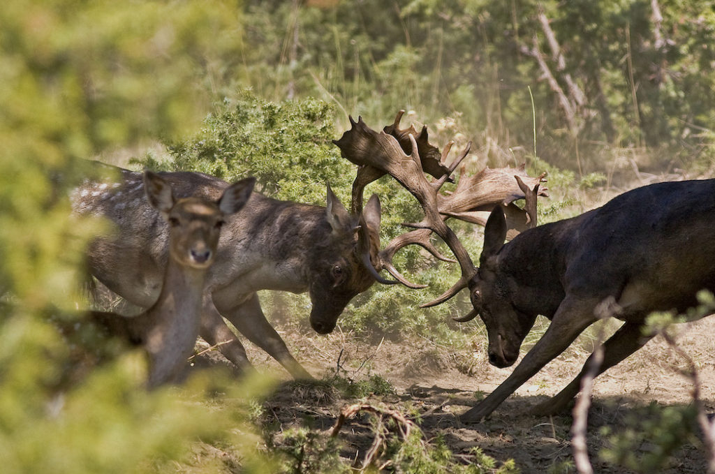 Fallow deer fighting | Ph. © Giacomini, via Foreste Casentinesi Park