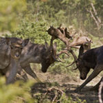 Fallow deer fighting | Ph. © Giacomini, via Foreste Casentinesi Park