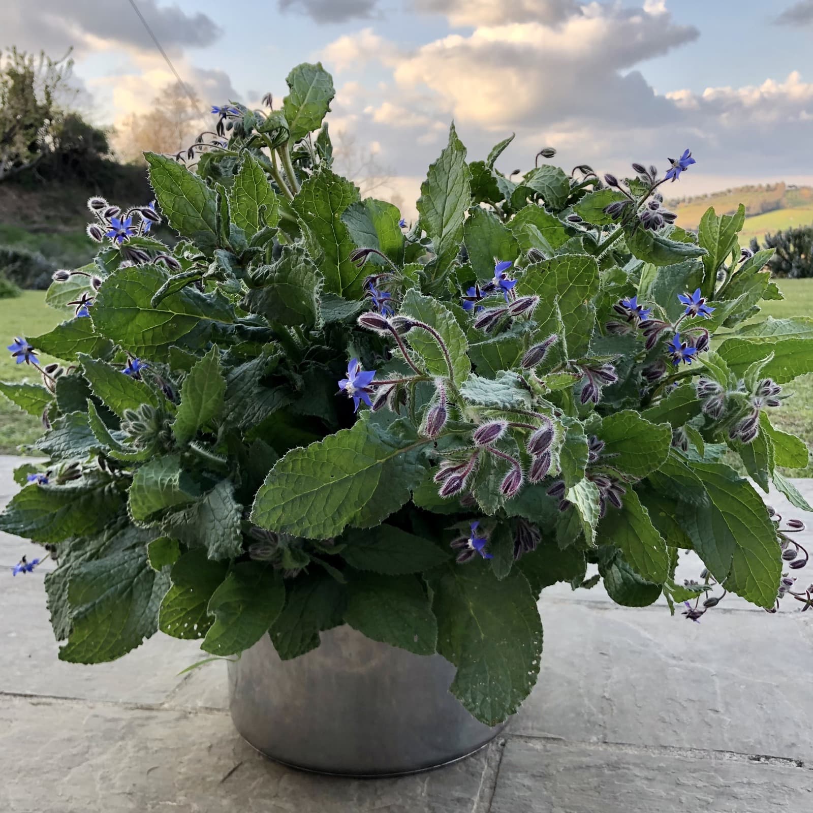 Tortelli with Borage | Ph. FedeCortezzi