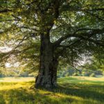 Beech tree at Boschi di Carrega | Ph Sara Soliani, parchidelducato