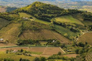 Vini di Romagna