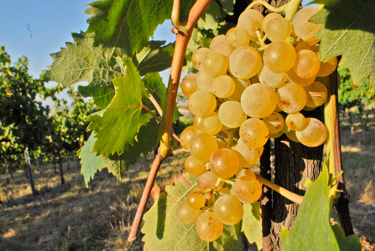 Albana di Romagna | Foto © Consorzio Vini di Romagna