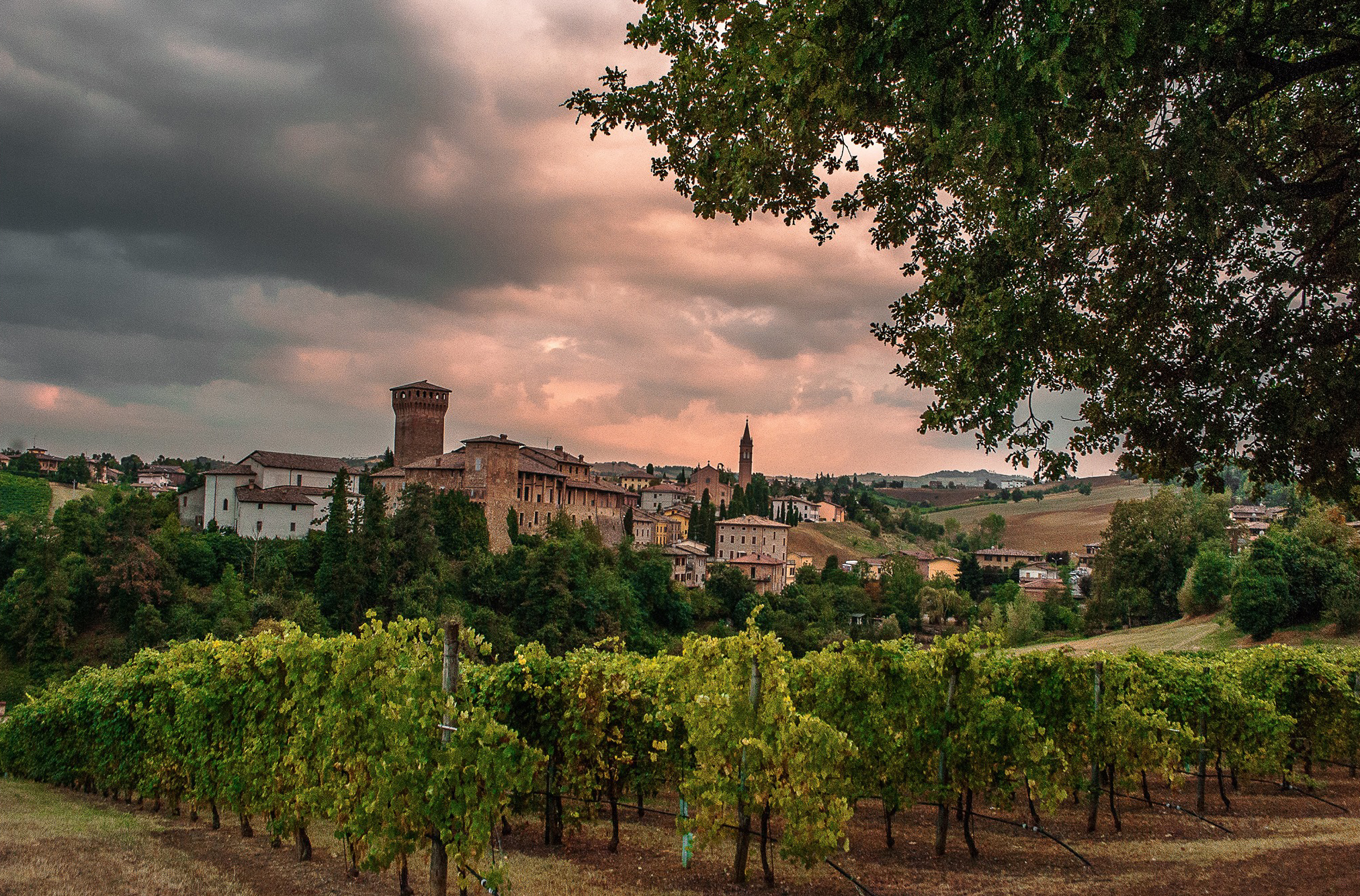 Levizzano Rangone Lambrusco's Vines - Ph Angelo nadstri Nacchio