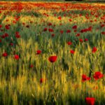 Poppy Fields (Formigine)