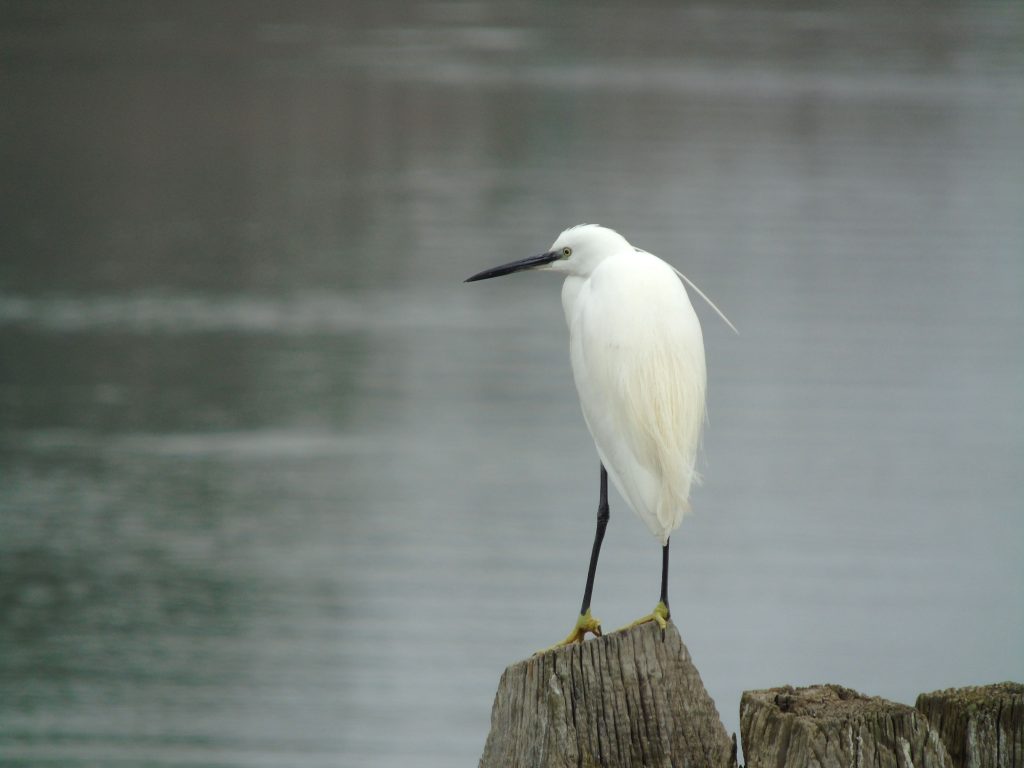 Egret | Pic by nadia_virgili for WLM2017