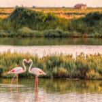 Comacchio Saltpan Ph. @francesco1978 via wiki