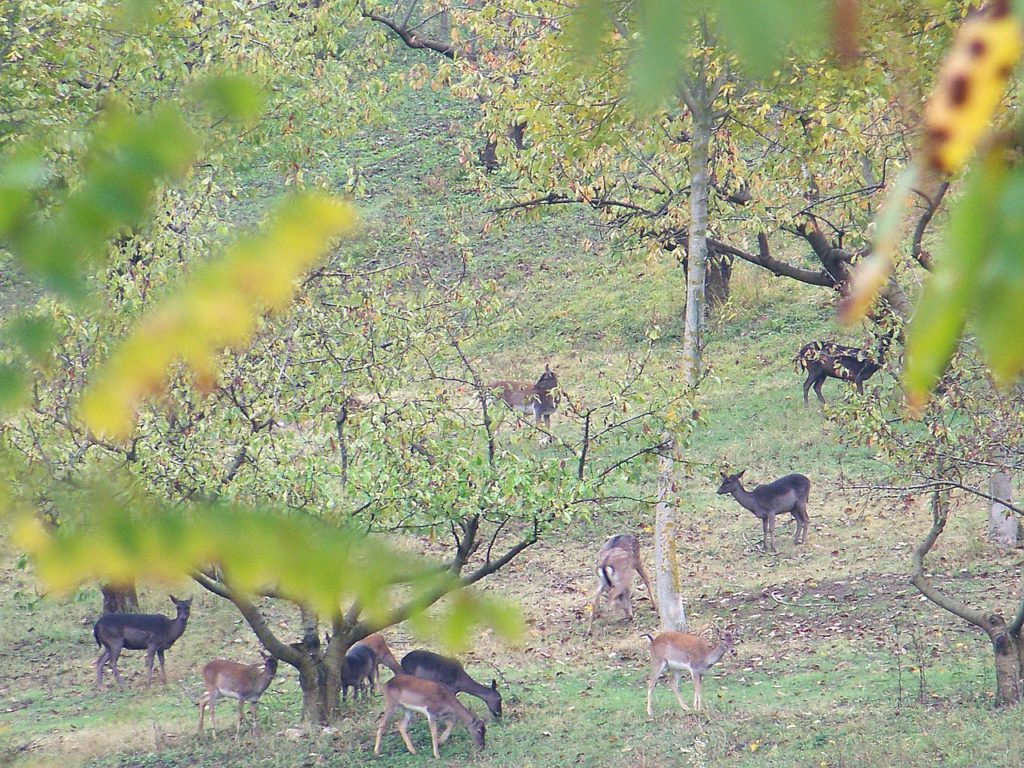 Deer at Monte Sole Park | Ph lpvva1 via Flickr