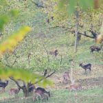 Deer at Monte Sole Park | Ph lpvva1 via Flickr