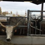 Cows