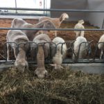 Sheeps