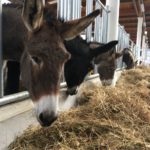 Donkeys
