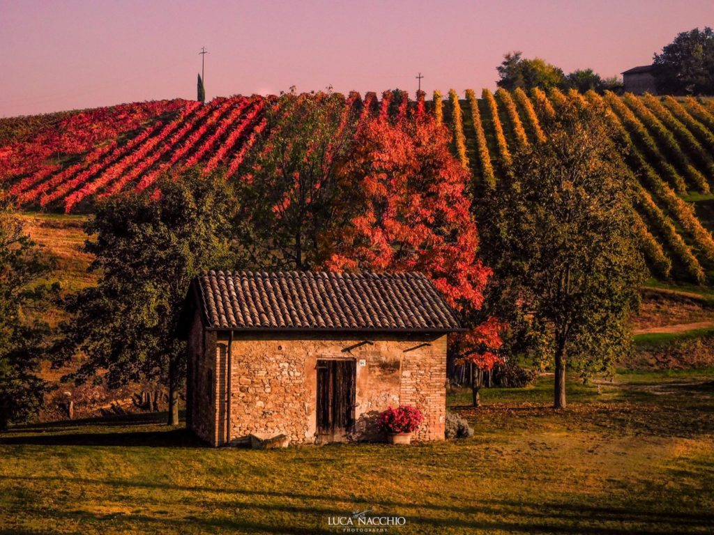 Fall Foliage, Vigneti a Castelvetro di Modena | ph. Luca Nacchio