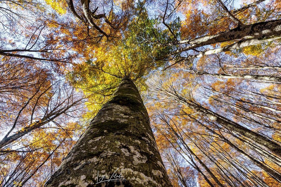 Foliage nelle Foreste Casentinesi 