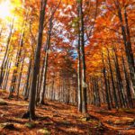 Passo del Lagastrello (RE), Fall Foliage  | Credit: kristian_bal