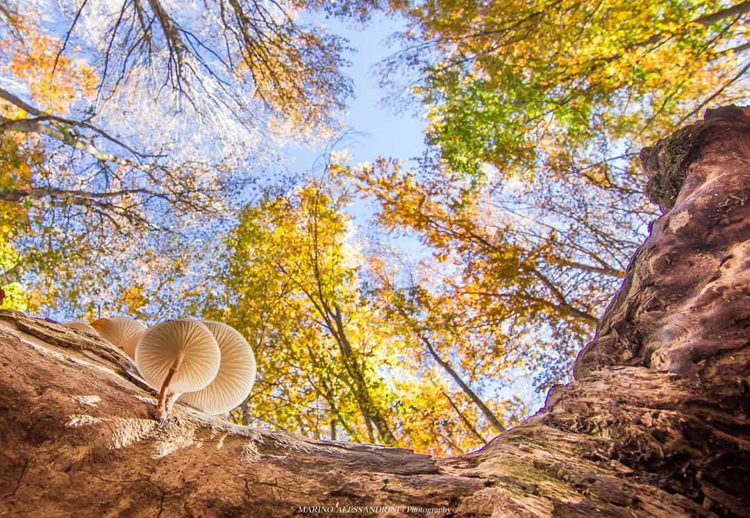 Monte Fumaiolo (FC), Fall Foliage | Credit: marino_ale80