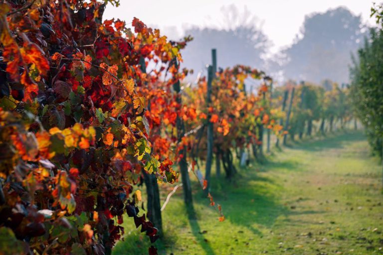 Visiting Emilia in Autumn