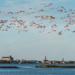 Flamingos – Ph. Vanni Lazzari