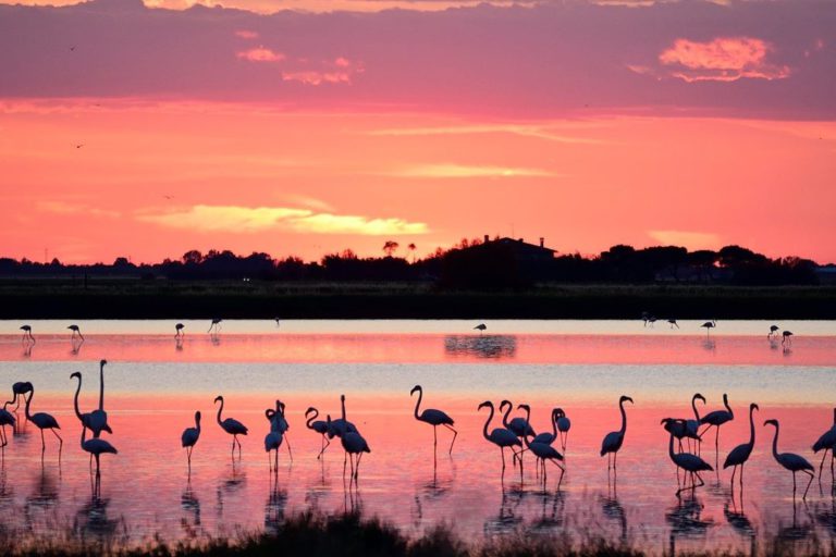 Le Saline di Cervia e Comacchio