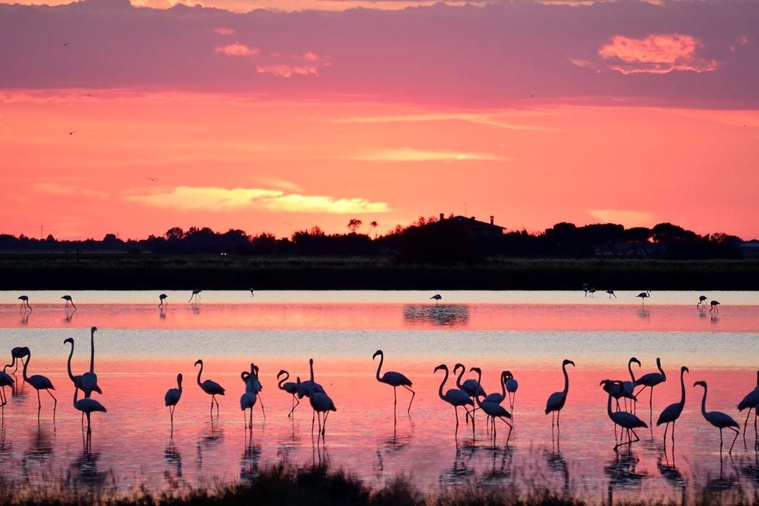 Fenicotteri in Salina al tramonto