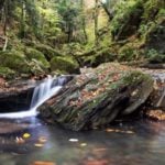 Foresta della Lama, Ph. M. Perini – Parcoforestecasentinesi.it