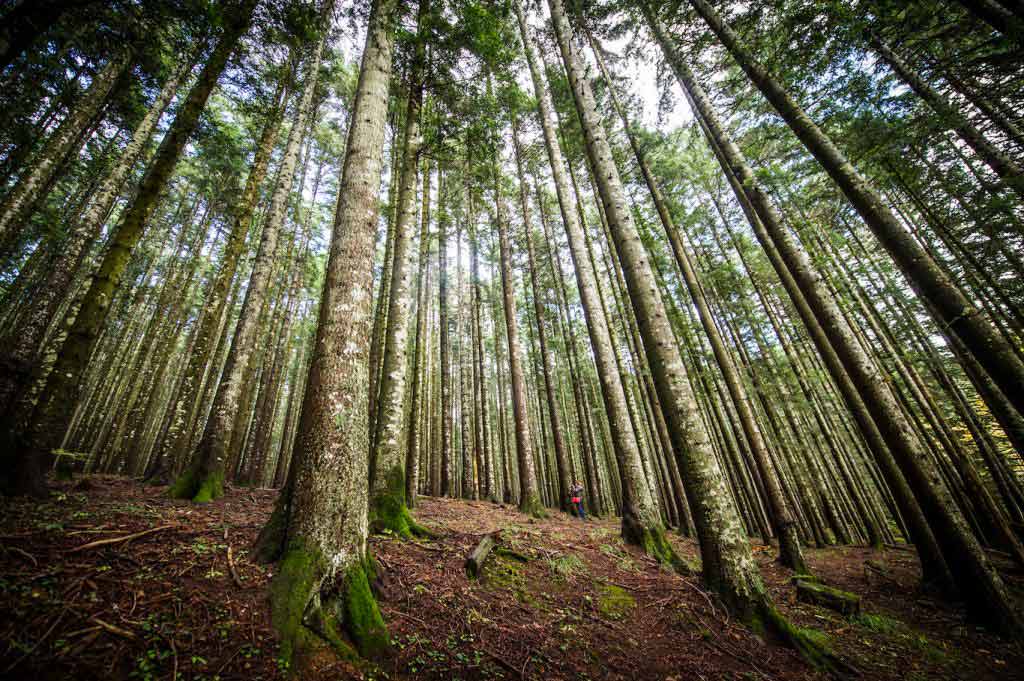 Foreste Casentinesi