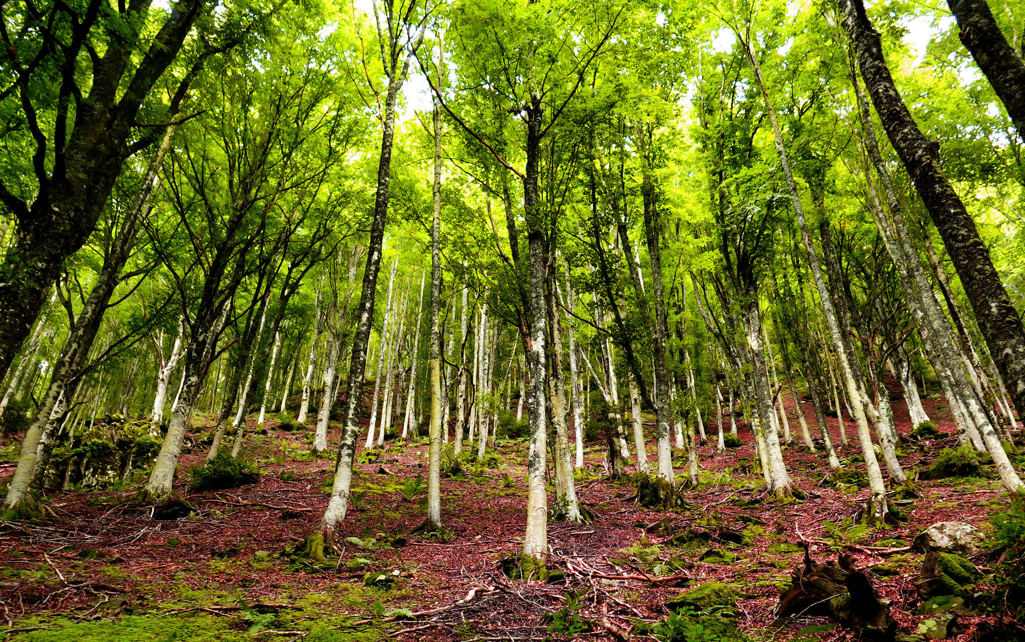 Parco delle Foreste Casentinesi (FC) - Monte-Falterona